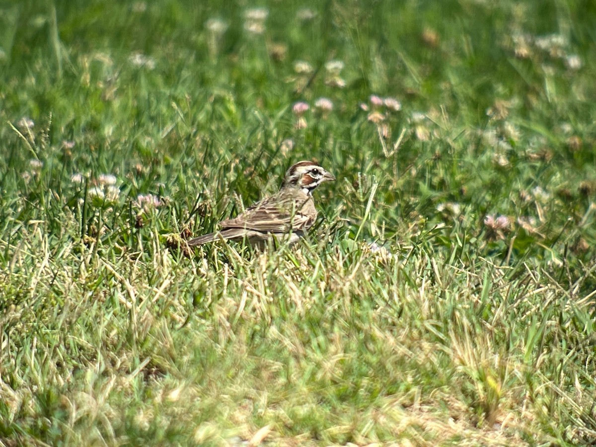 Ebird Checklist - 1 Jul 2024 - Shelby Bottoms Greenway--cornelia Fort 