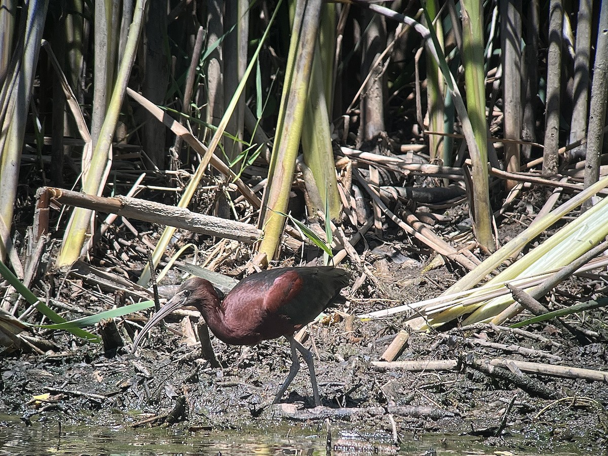 Ebird Checklist - 1 Jul 2024 - Spruce Run Reservoir--fishing Area - 20 