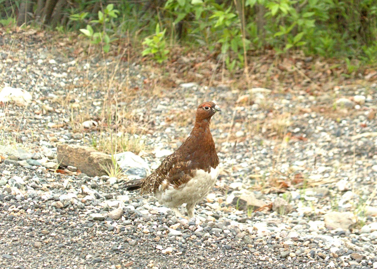 Ebird Checklist 13 Jun 2024 Park Road Healy Alaska Us 63733 149313 1 Species