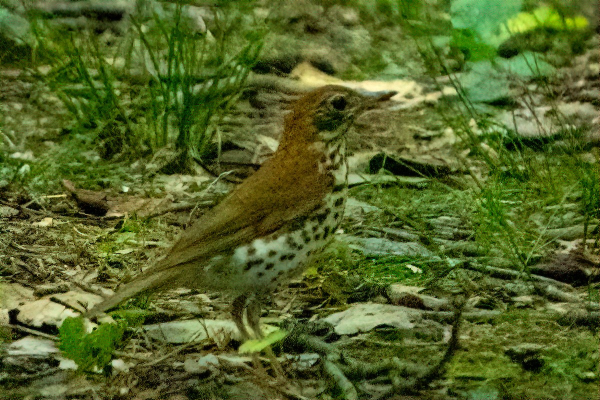 eBird Checklist - 1 Jul 2024 - M. John Johnson Nature Center/Sugar's ...