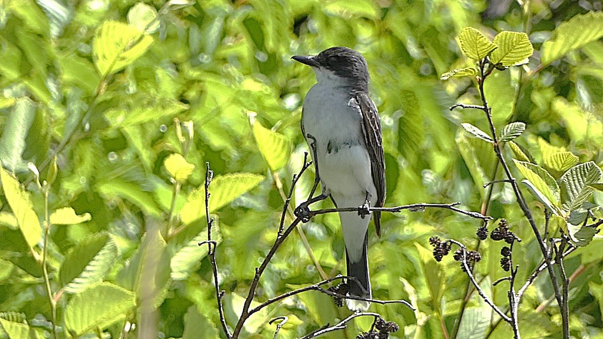 eBird Checklist - 1 Jul 2024 - Grey Rocks Conservation Area, Hebron ...