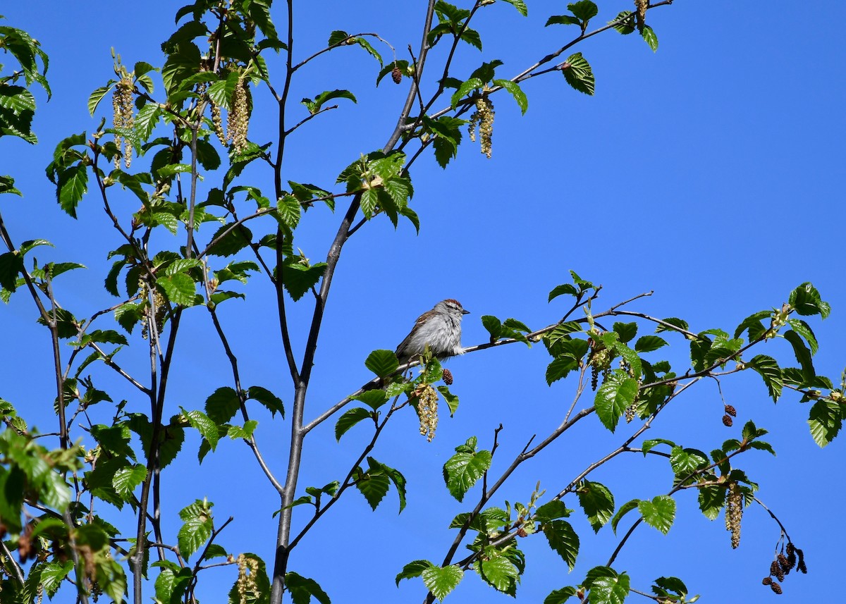 Chipping Sparrow - ML62105371