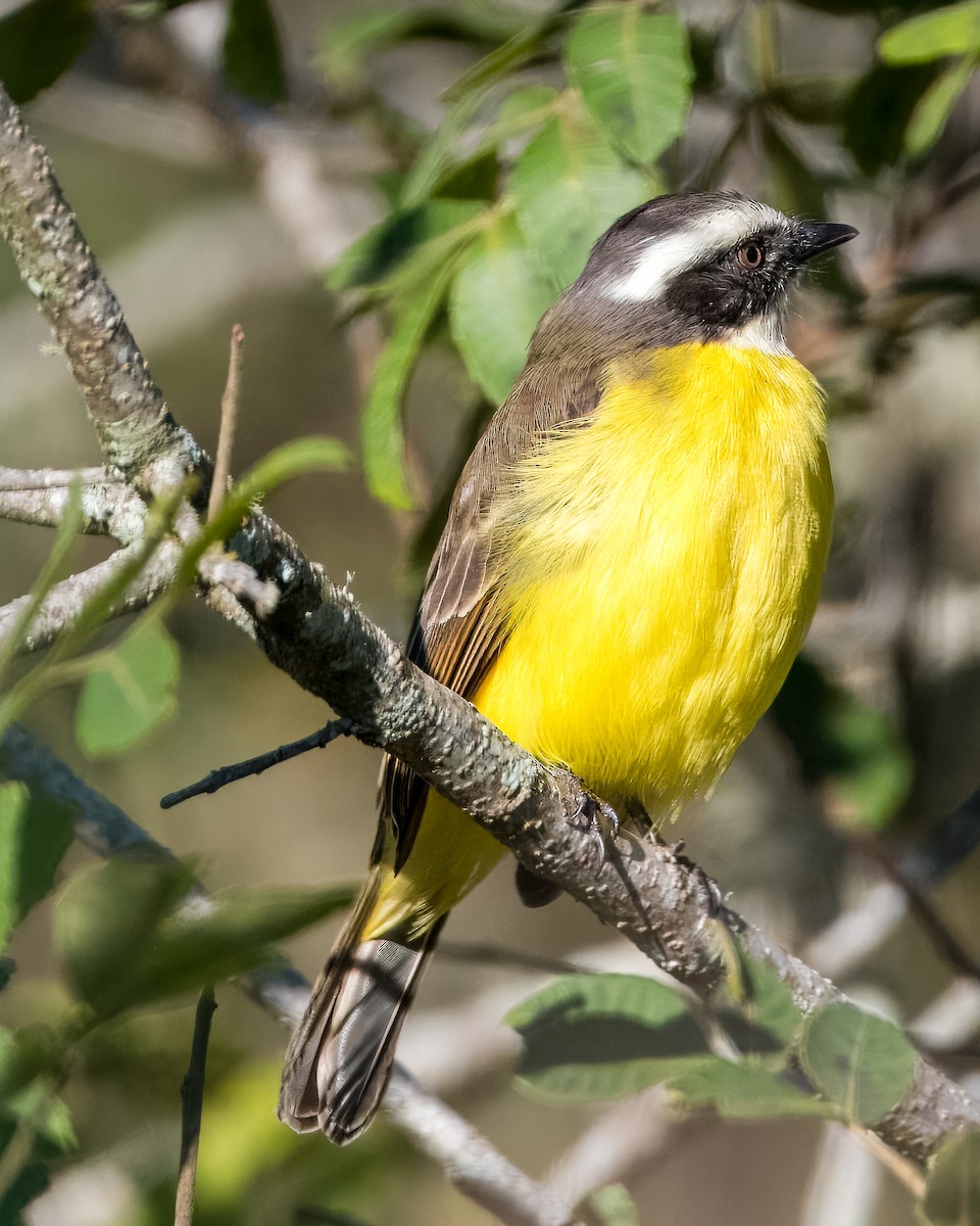 Ebird Checklist - 1 Jul 2024 - Campo Largo--parque Newton Puppi - 1 Species