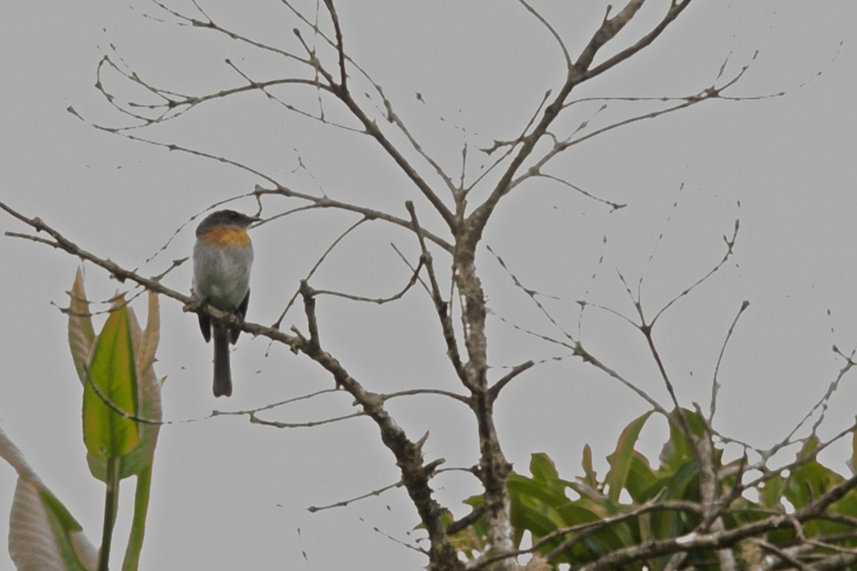 Rufous-breasted Chat-Tyrant - Gabriel Willow