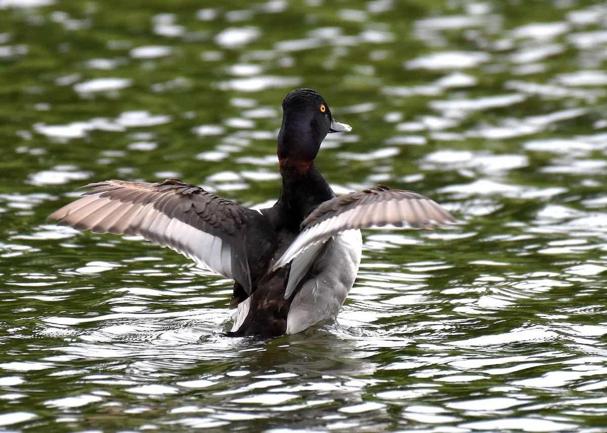 Ring-necked Duck - Don Carbaugh