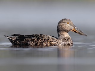 バカラカモシカです ミカヅキハシビロガモ - eBird