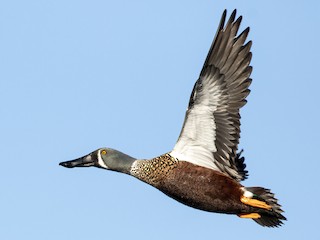 ミカヅキハシビロガモ - eBird