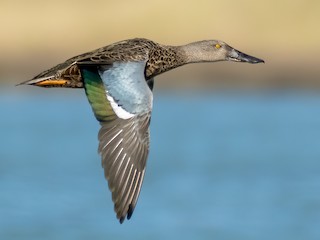 Nonbreeding male - Richard Simmonds - ML621074589