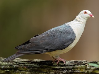 バカラカモシカです 早朝のアカガシラカラスバト この春もシマモクセイの結実がある