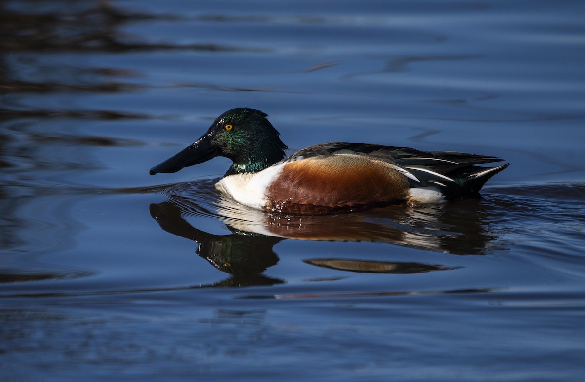 eBird Checklist - 27 Jan 2022 - Yolo Bypass Wildlife Area - 13 species