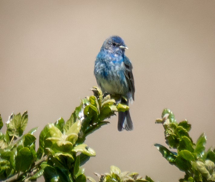 eBird Checklist - 2 Jul 2024 - Palo Corona RP--Front Ranch Unit - 29 ...