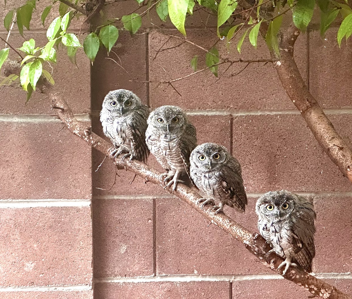 eBird Checklist - 27 Jun 2024 - 4355 N Atfield Pl, Tucson US-AZ 32. ...