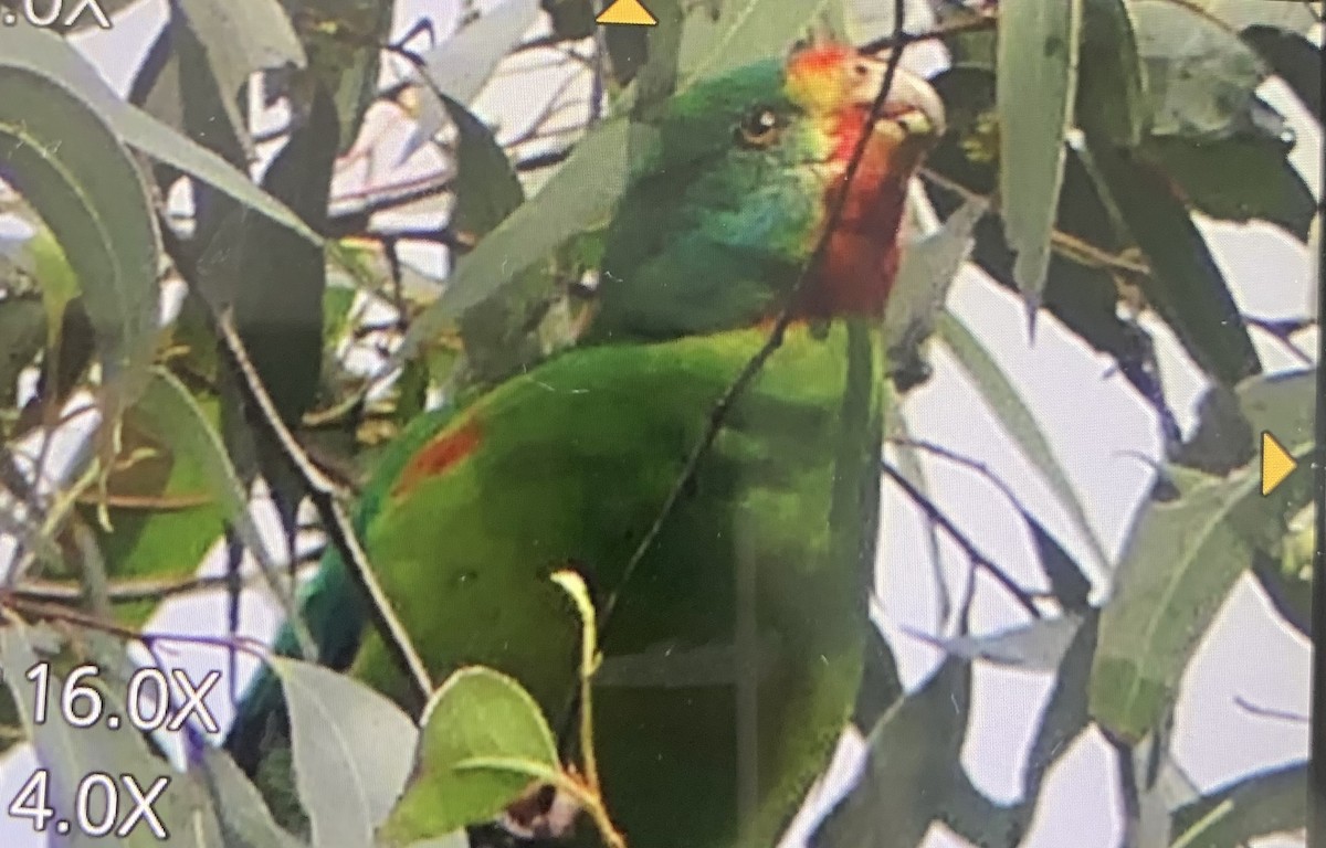 eBird Checklist - 3 Jul 2024 - Tobruk Memorial Dr, Rangeville AU-QLD ...