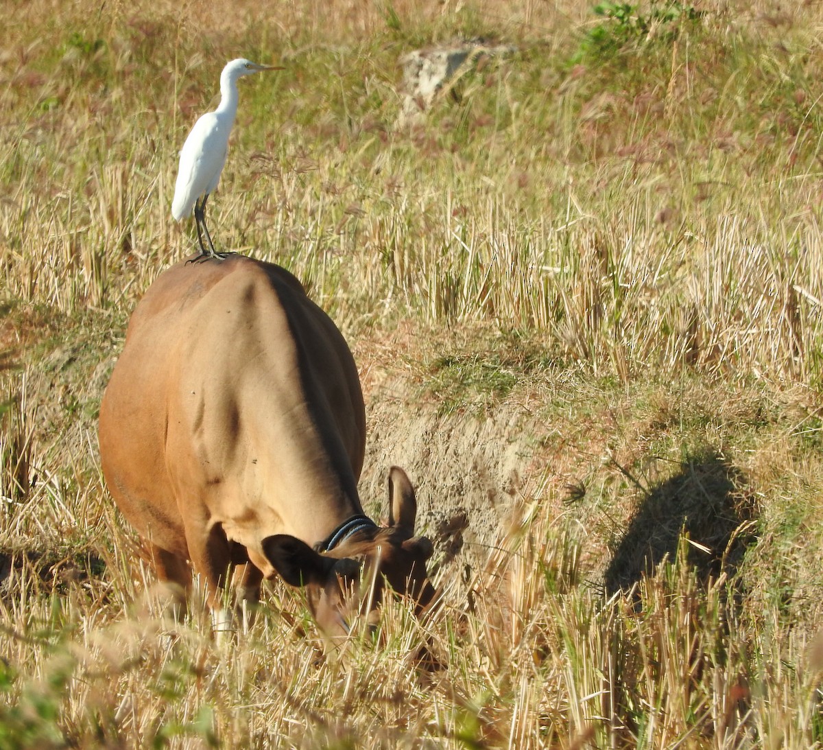 Eastern Cattle Egret - Sandy Gayasih