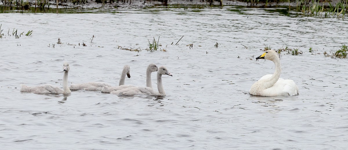 eBird Checklist - 3 Jul 2024 - WWT Welney Wetland Centre - 50 species