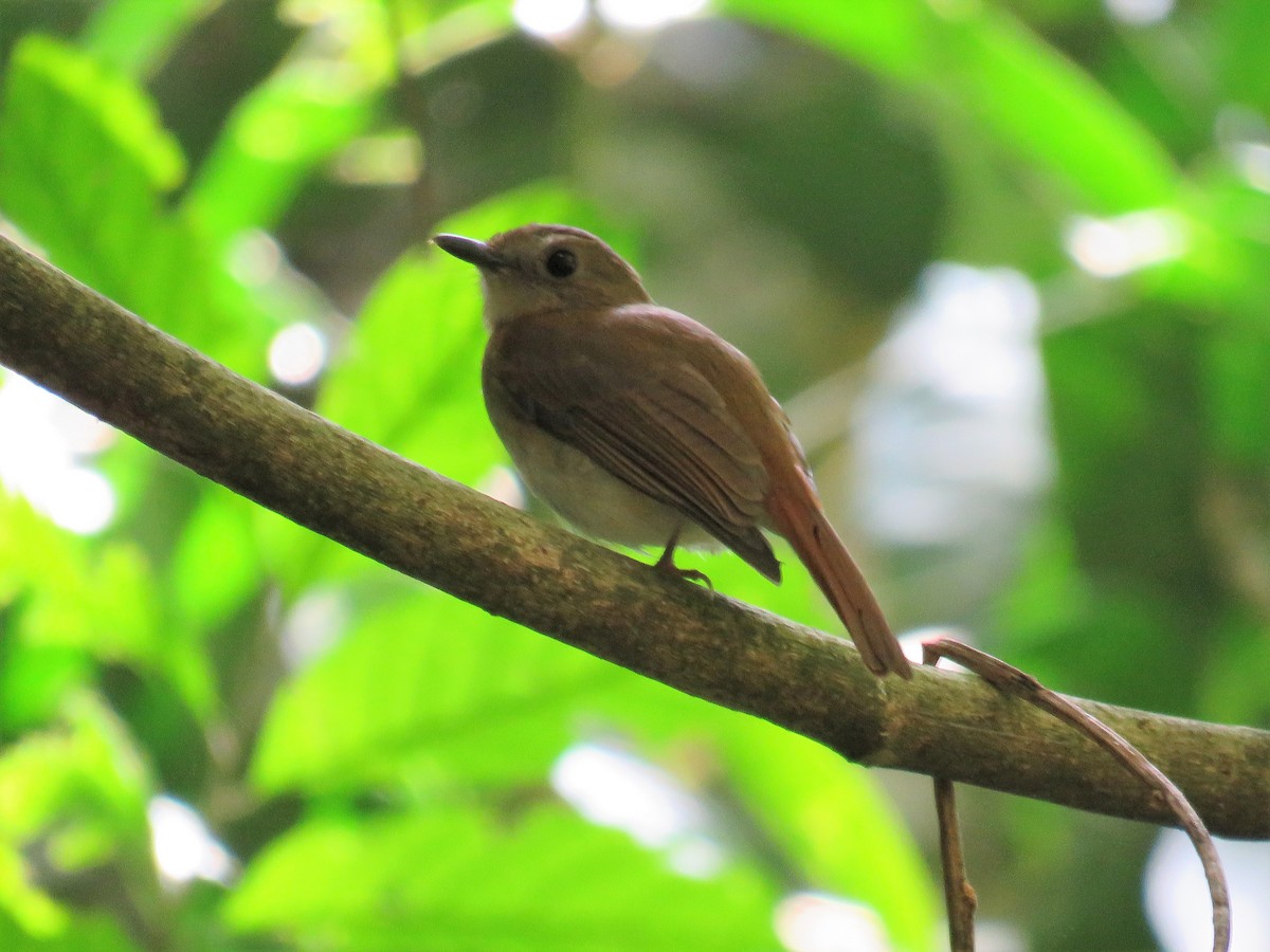Chestnut-tailed Jungle Flycatcher - Felix Neponcio Servita
