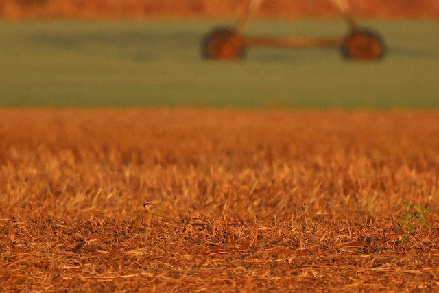 Habitat: Fallow fields. - Temminck's Courser - 