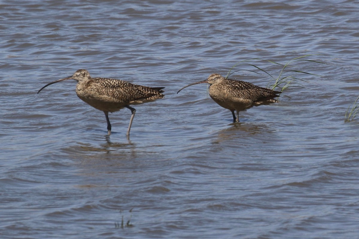Long-billed Curlew - Anthony Metcalf