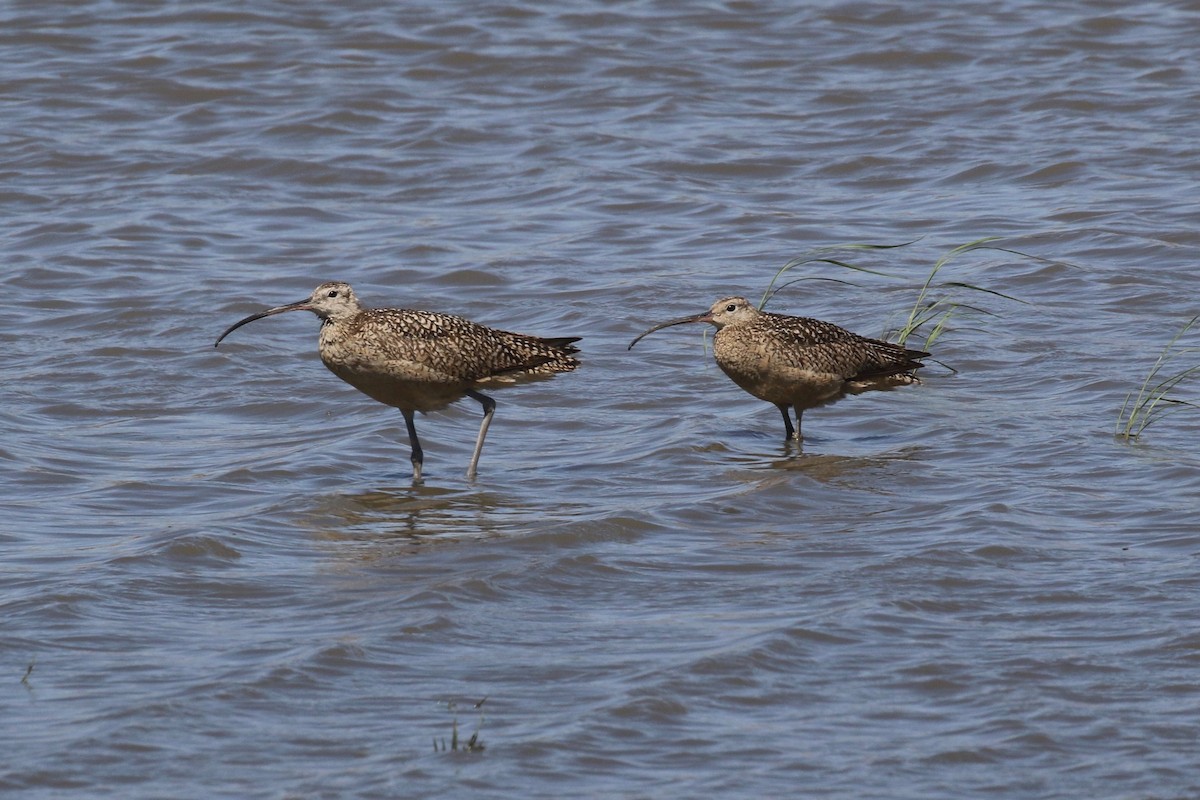 Long-billed Curlew - Anthony Metcalf