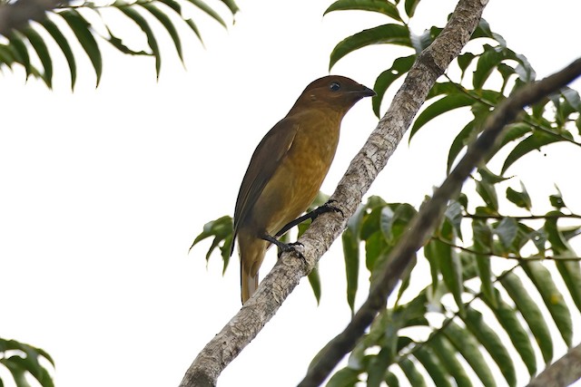Similar Species:&nbsp;MacGregor's Bowerbird (<em>Amblyornis macgregoriae</em>). - MacGregor's Bowerbird - 