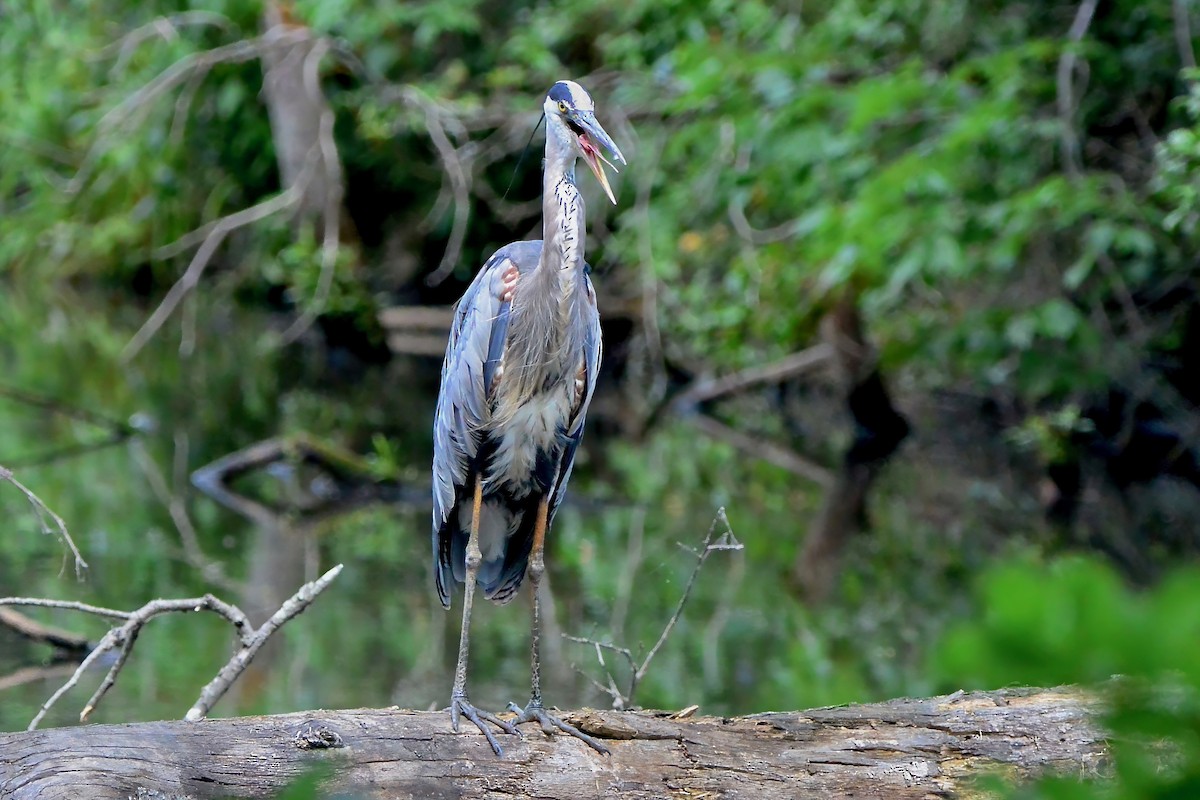 eBird Checklist - 3 Jul 2024 - Ashby Pond Conservancy Site - 22 species