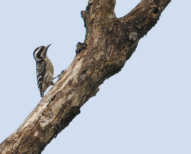Sunda Pygmy Woodpecker - ML62111161