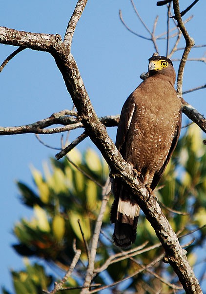 Crested Serpent-Eagle - ML62111671