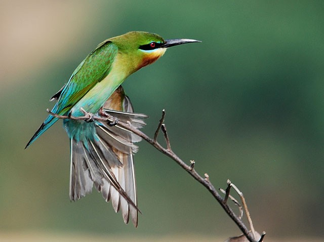 Blue-tailed Bee-eater - ML62111721
