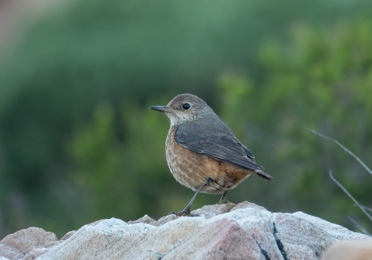 eBird Checklist - 21 Aug 2022 - Rooi-Els - 20 species