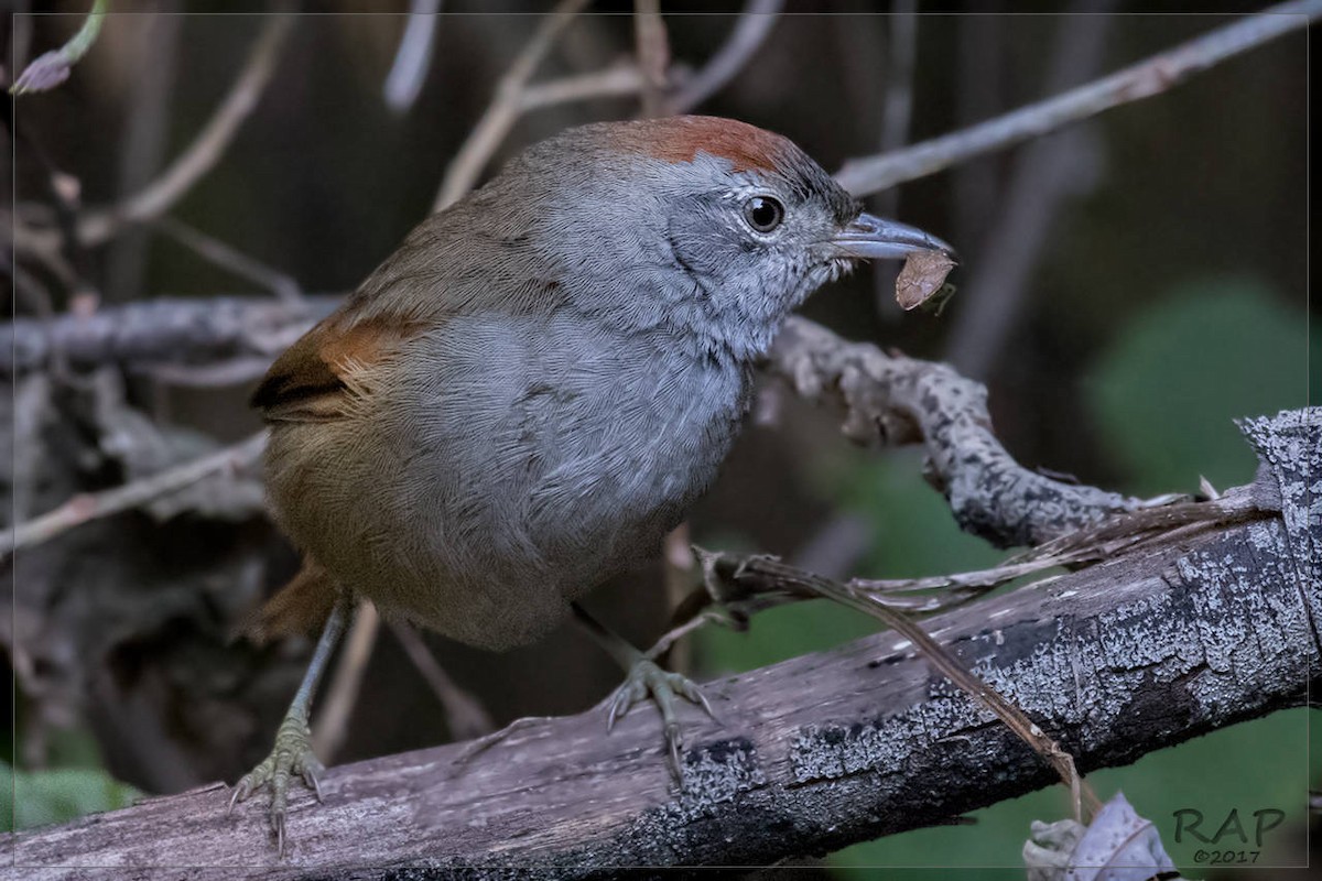 Sooty-fronted Spinetail - Ricardo A.  Palonsky