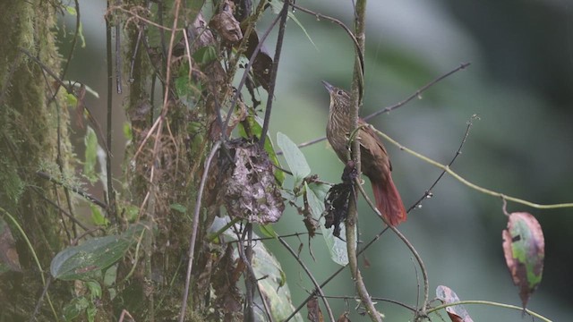  - Lineated Foliage-gleaner