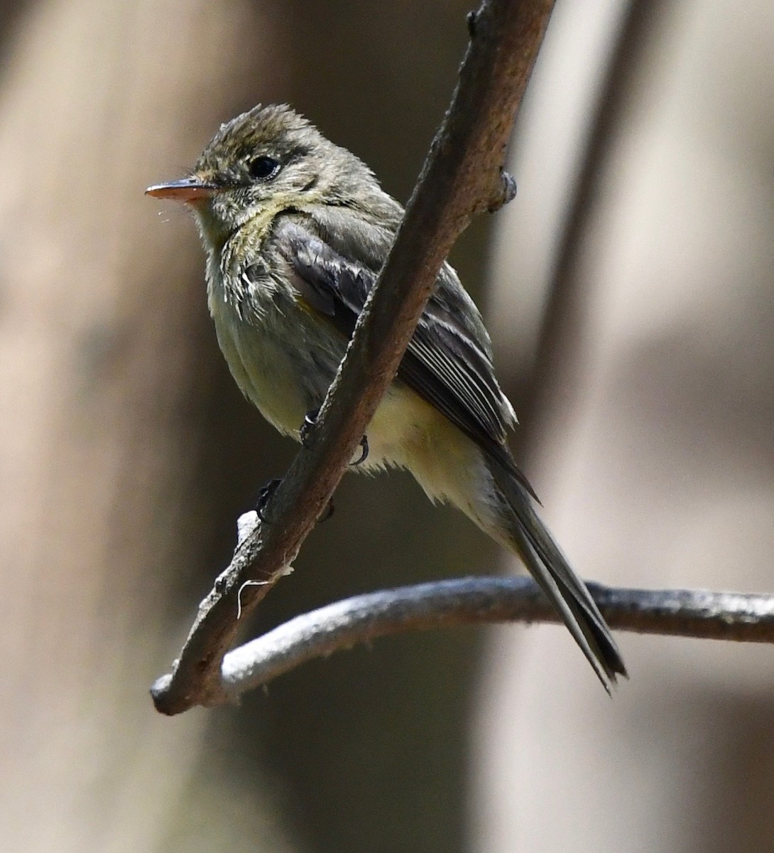 Western Flycatcher (Pacific-slope) - marcel finlay