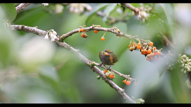  - Bronze-green Euphonia