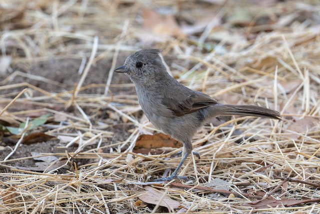 Oak Titmouse