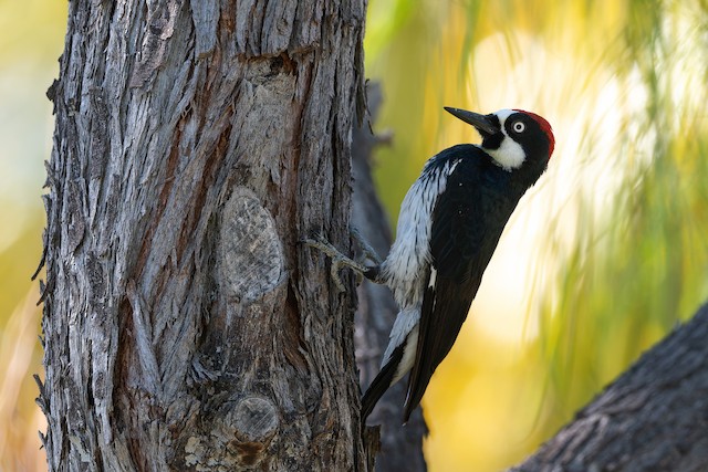 Acorn Woodpecker