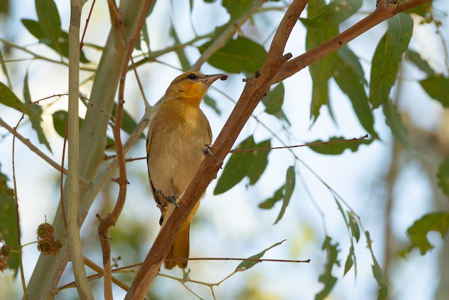 Bullock's Oriole