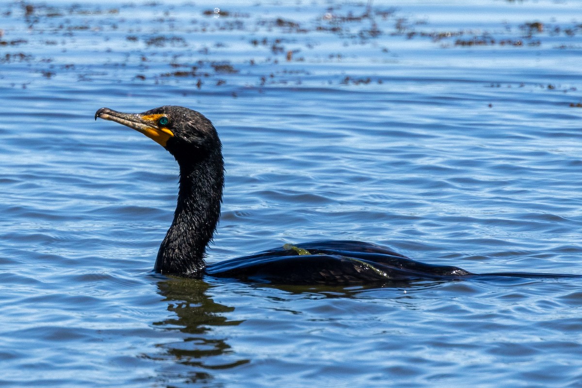 eBird Checklist - 1 Jun 2024 - Monson Lake State Park - 12 species