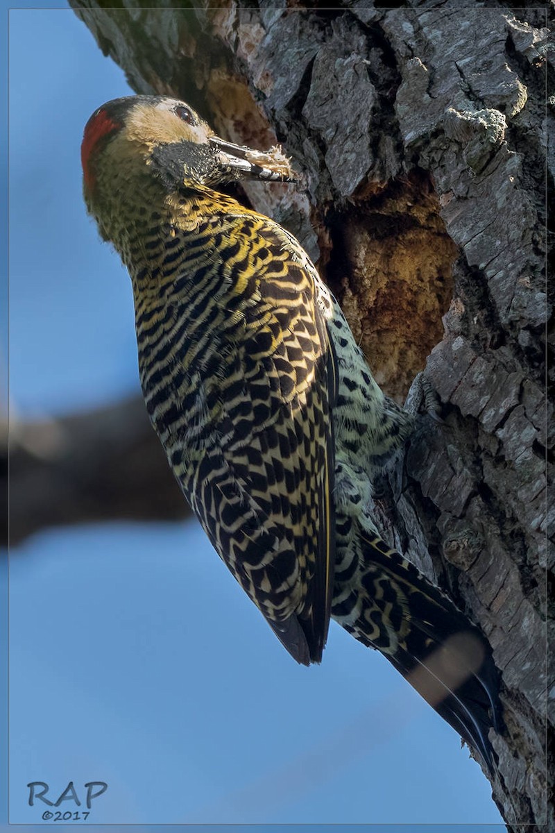 Green-barred Woodpecker - ML62116391