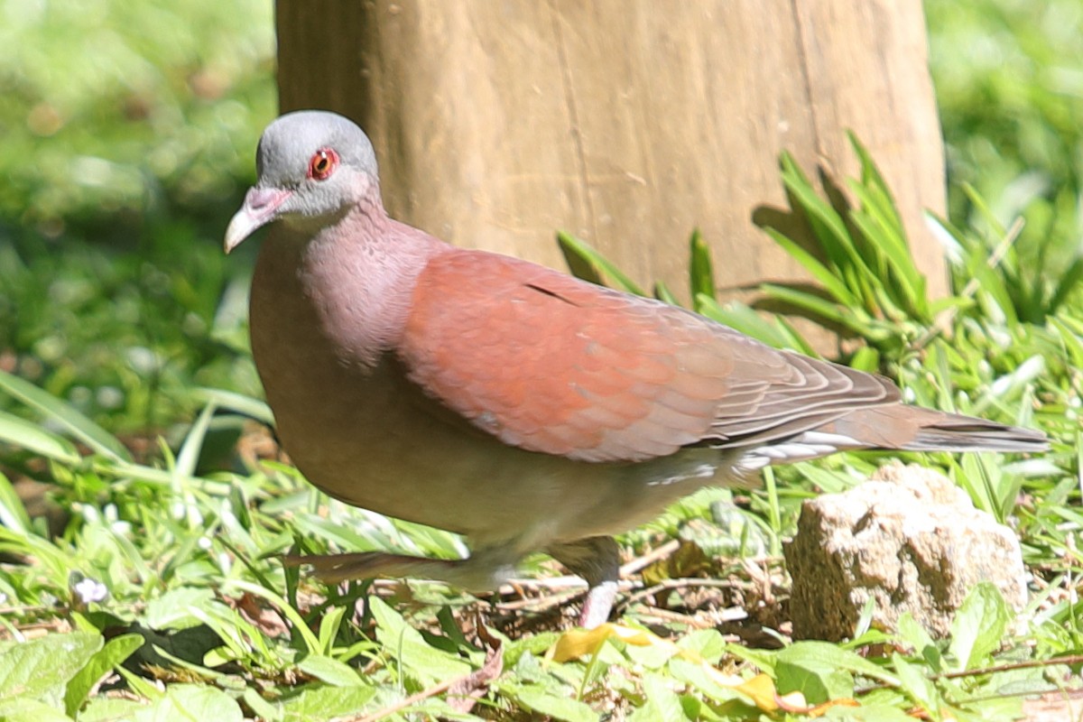 eBird Checklist - 4 Apr 2024 - National Botanical Gardens - 8 species