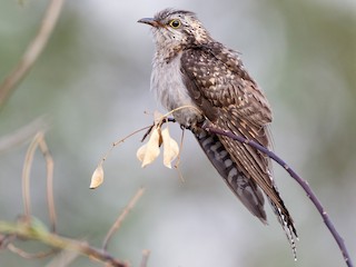 Female - Malcolm Graham - ML621166836