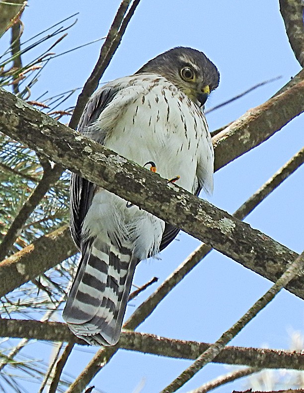Sharp-shinned Hawk (Plain-breasted) - ML62117251
