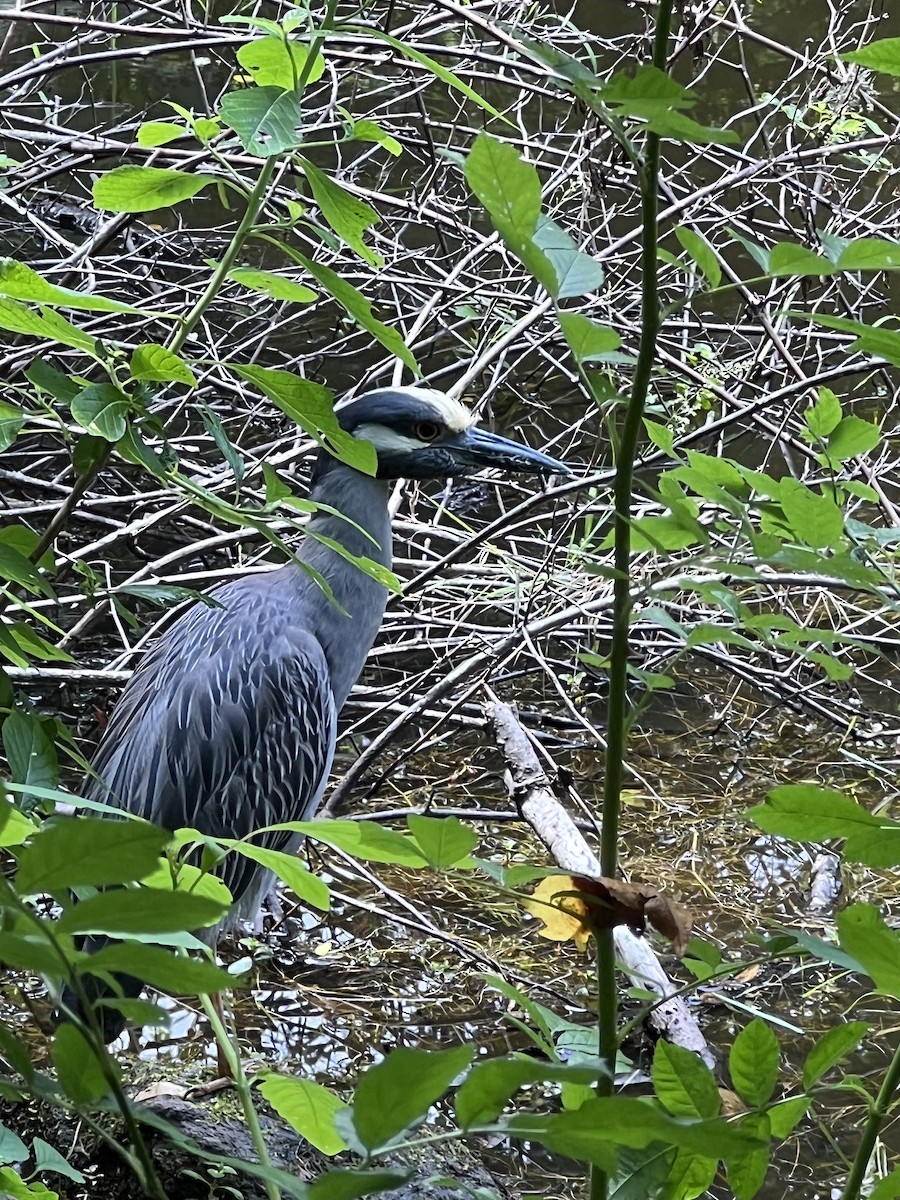 eBird Checklist - 5 Jul 2024 - Marblehead Neck Wildlife Sanctuary (Mass ...