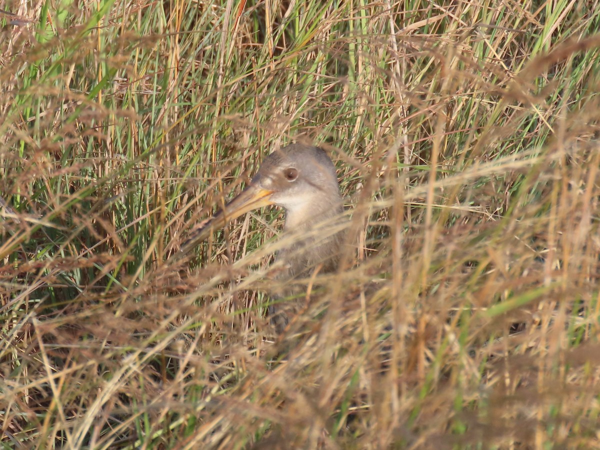 Maryland-DC Breeding Bird Atlas Checklist - 26 Jun 2024 - Poplar Island ...