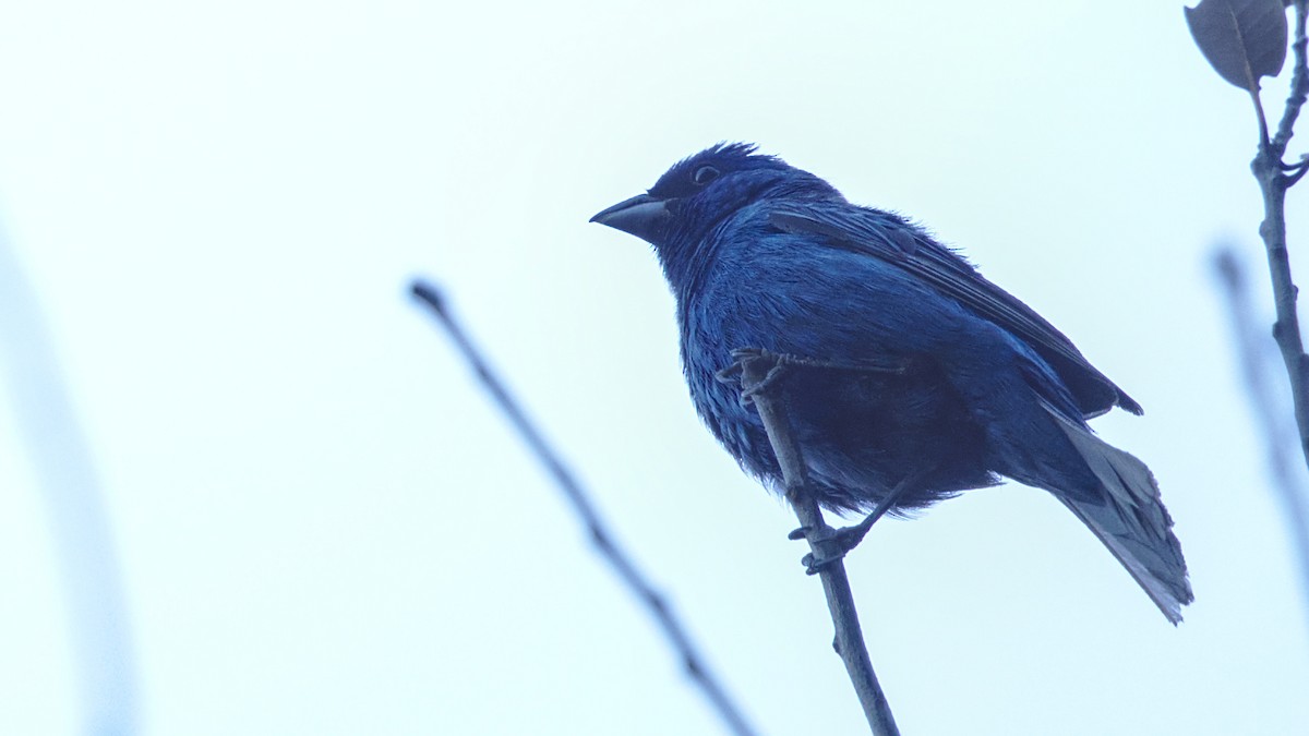 eBird Checklist - 5 Jul 2024 - Mt. Wilson - 27 species