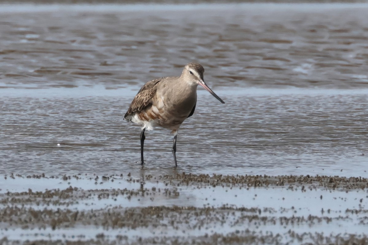 eBird Checklist 5 Jul 2024 Flinders Pde, Brighton 10 species