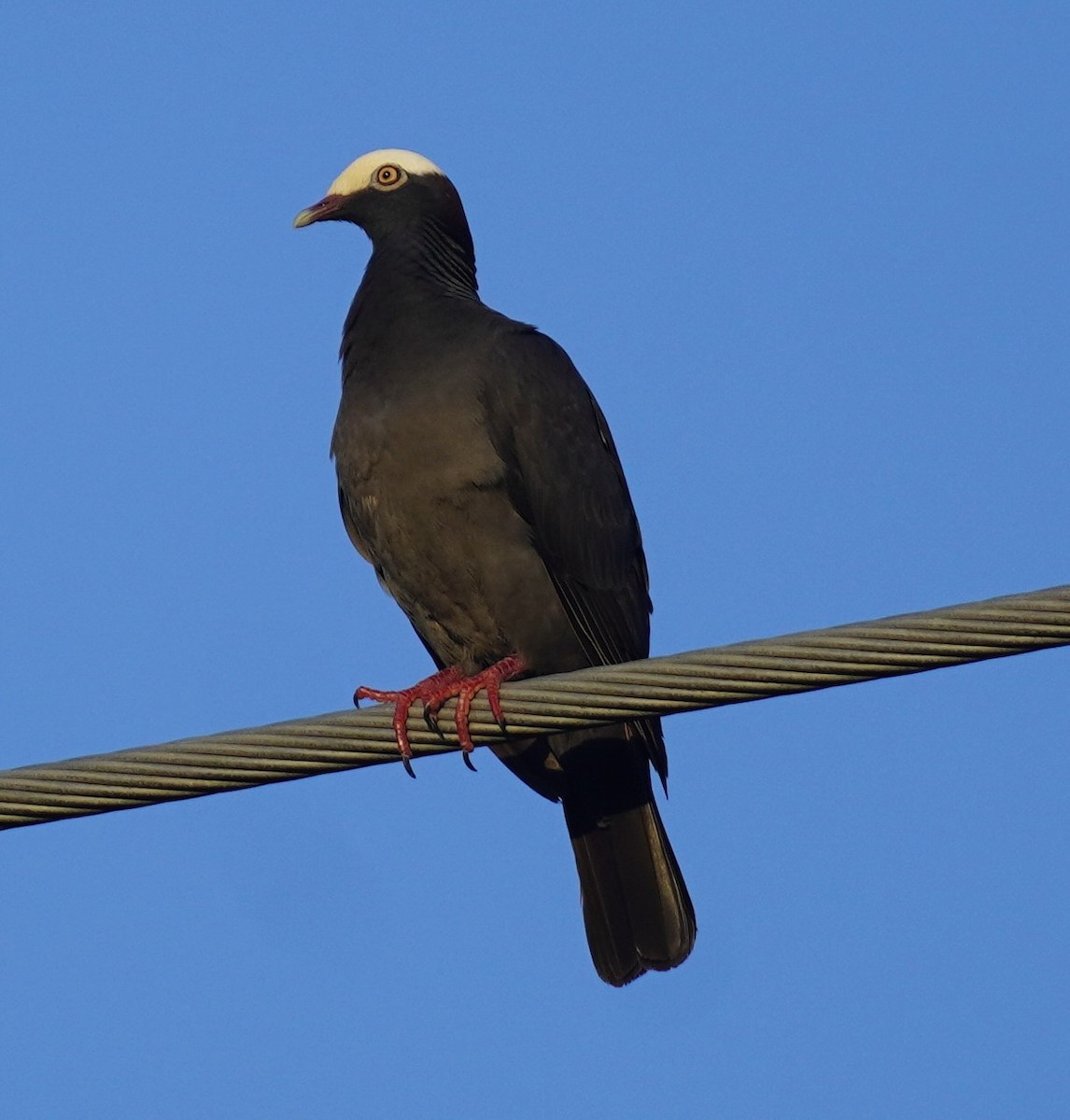 eBird Checklist 6 Jul 2024 Kendall Indian Hammocks Park 17 species