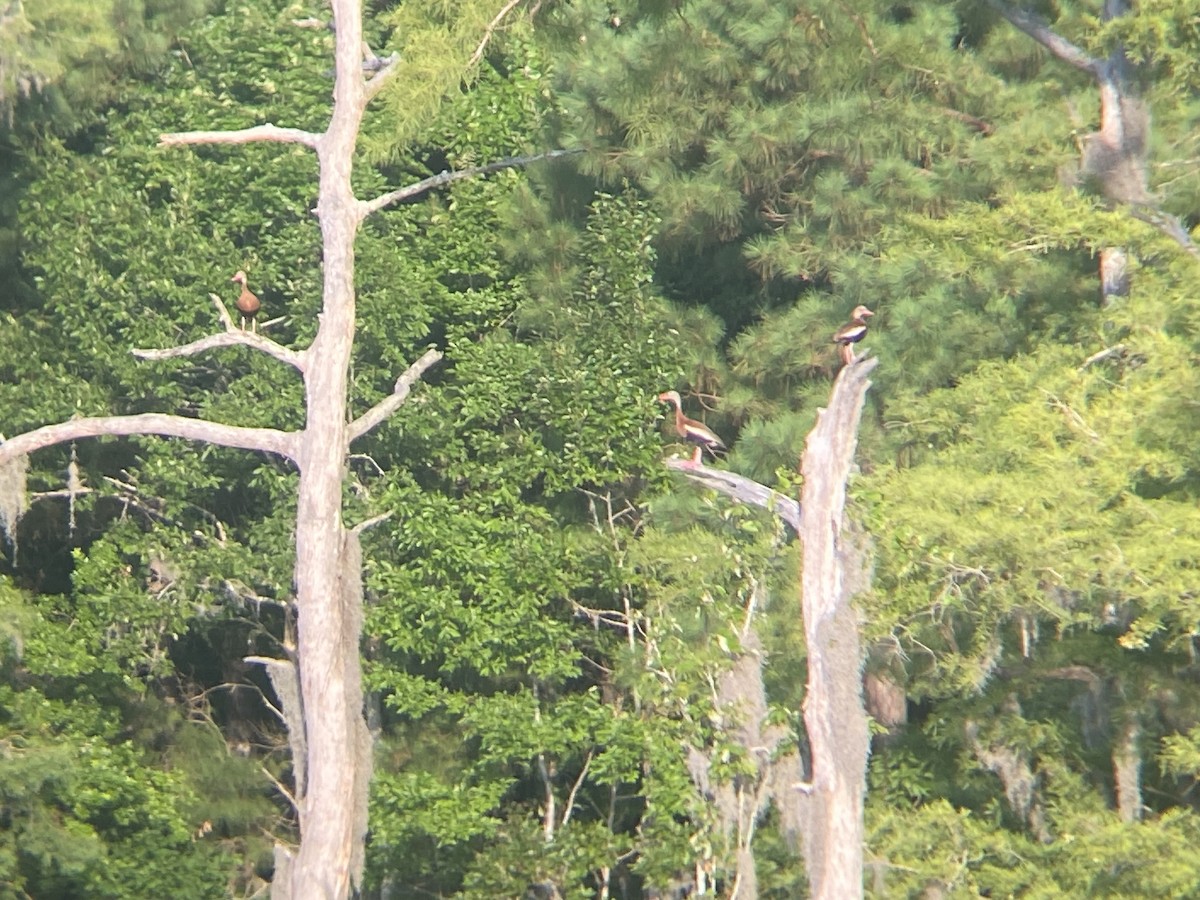 North Carolina Bird Atlas Checklist 6 Jul 2024 Orton Pond 23 species