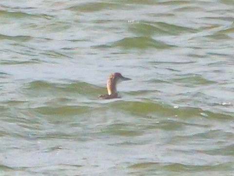 Common Loon - Roger Horn