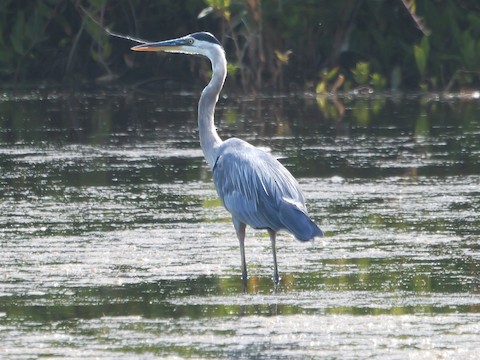 Great Blue Heron (Great Blue) - Roger Horn