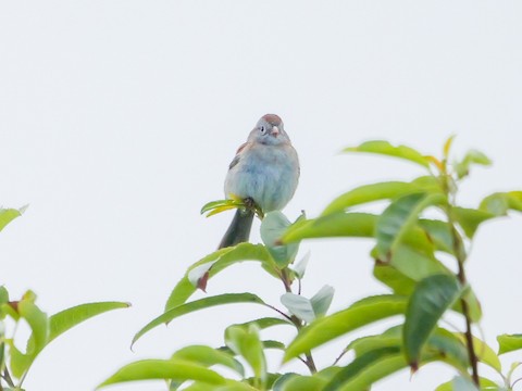 Field Sparrow - Roger Horn